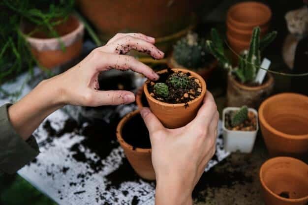 Nichos mais lucrativos na internet para 2023 4 Nichos mais lucrativos para 2022. Nicho hobbies e jardinagem.